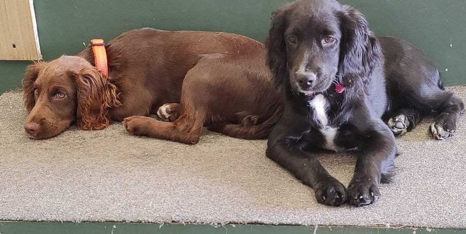 Happy dogs playing at Going Mutts dog care centre in Glasgow