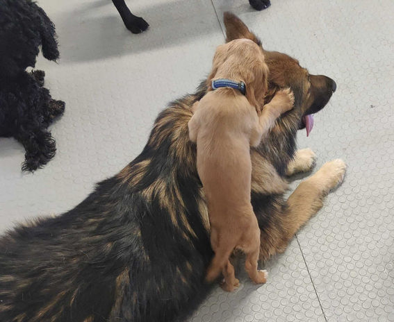 Happy dogs playing at Going Mutts dog care centre in Glasgow