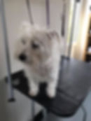 Mix Westie and Maltease Before