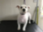 Mix Westie and Maltease After