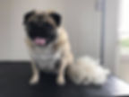 De-Shedding of the Pug!