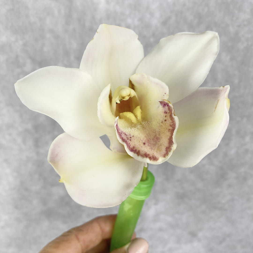 Orchid Flower White in Bulk. Filler Flower Wholesale for DIY Florists.