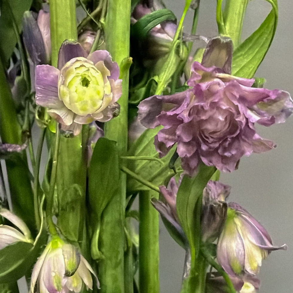 Delphinium Flower Purple in Bulk. Filler Flower Wholesale for DIY Florists.