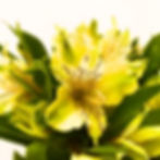 Alstroemeria Flower Yellow in Bulk. Filler Flower Wholesale for DIY Florists.