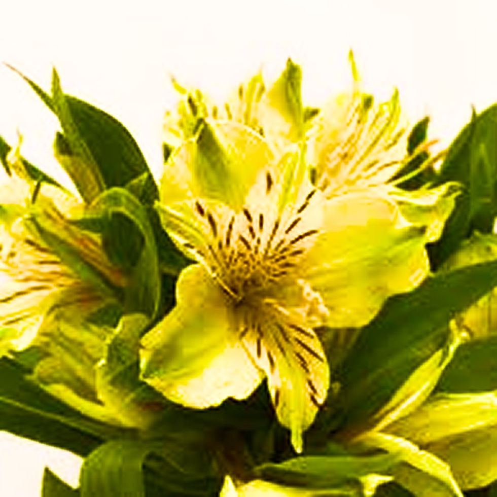 Alstroemeria Flower Yellow in Bulk. Filler Flower Wholesale for DIY Florists.