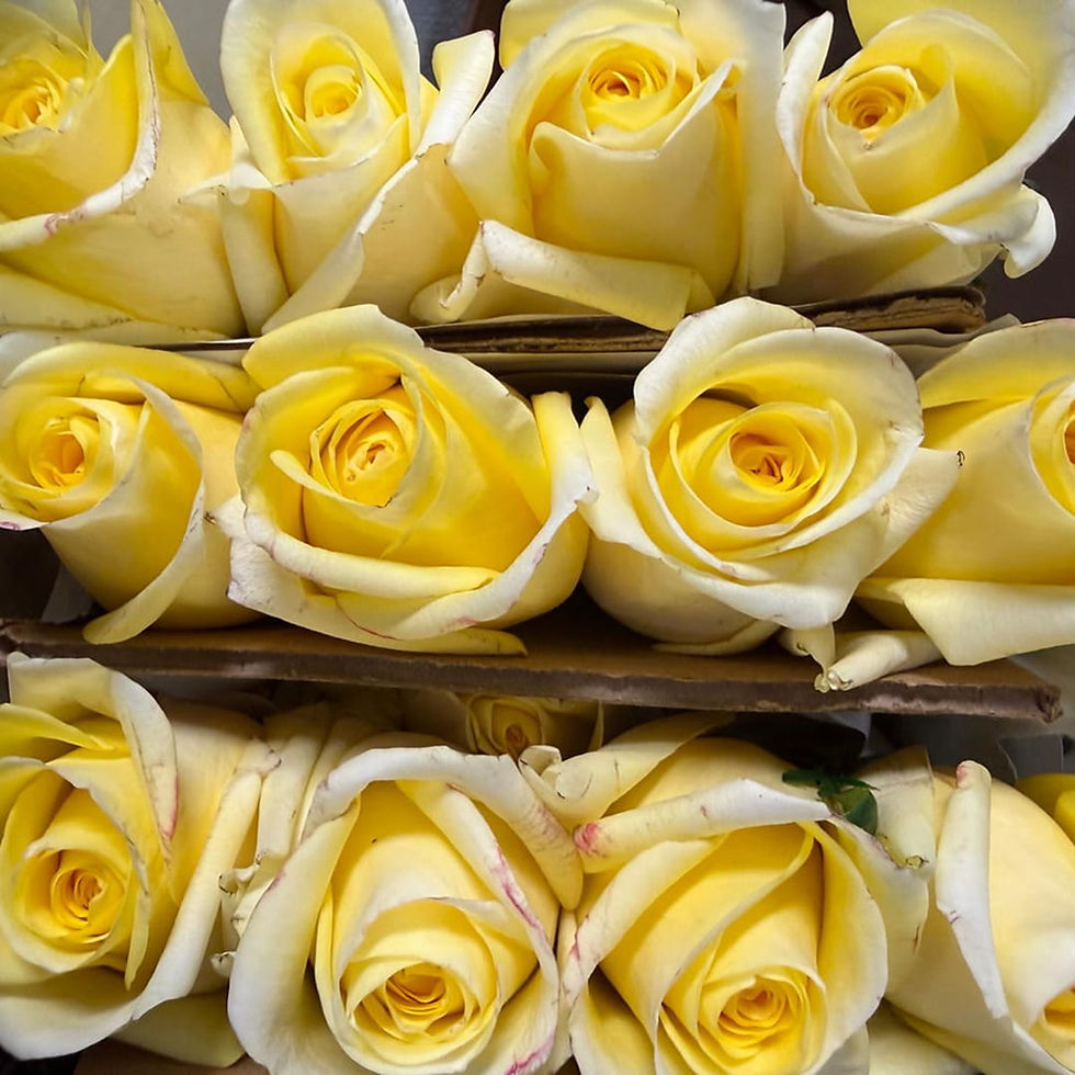 Miniatura: Roses Yellow Sunny Days Wholesale. Sunny Days Rose Flower