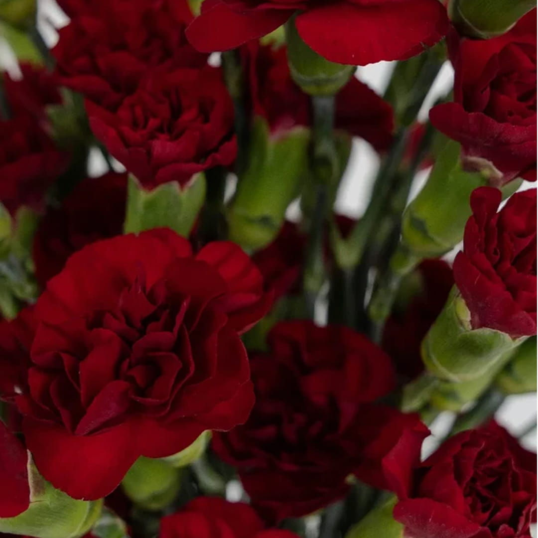 Mini Carnation Flower Burgundy in Bulk. Filler Flower Wholesale for DIY Florists.