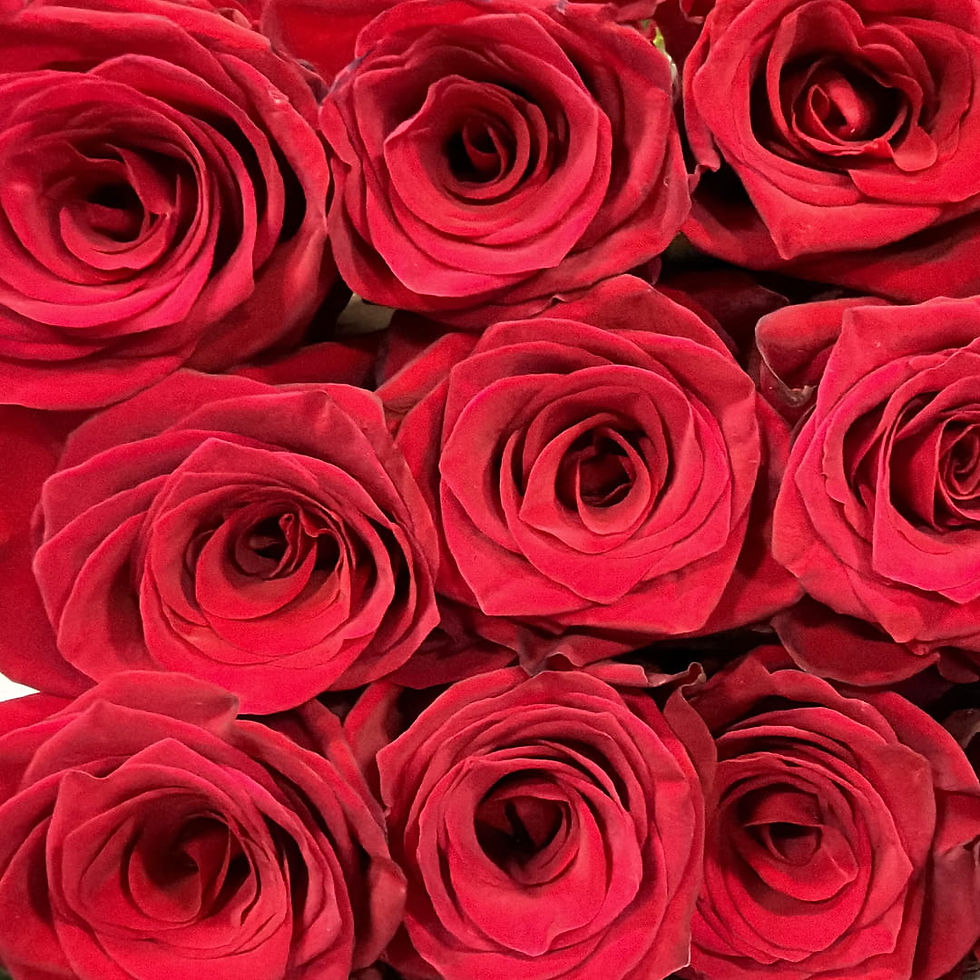 Roses Red Wholesale. Turkish Passion Red Rose Flower