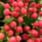 Hypericum Berry Flower Pink in Bulk. Filler Flower Wholesale for DIY Florists.