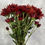 Thumbnail: Pompom Cushion Flower Red in Bulk. Filler Flower Wholesale for DIY Florists.
