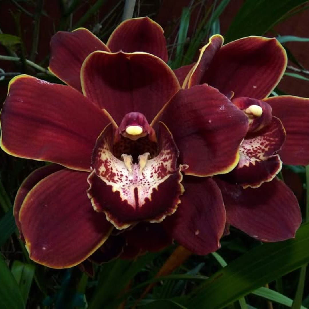 Orchid Burgundy 8-12 Blooms per Stem