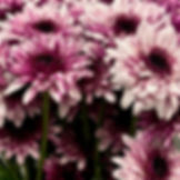 Pompom Cushion Bicolor Flower Purple in Bulk. Filler Flower Wholesale for DIY Florists.