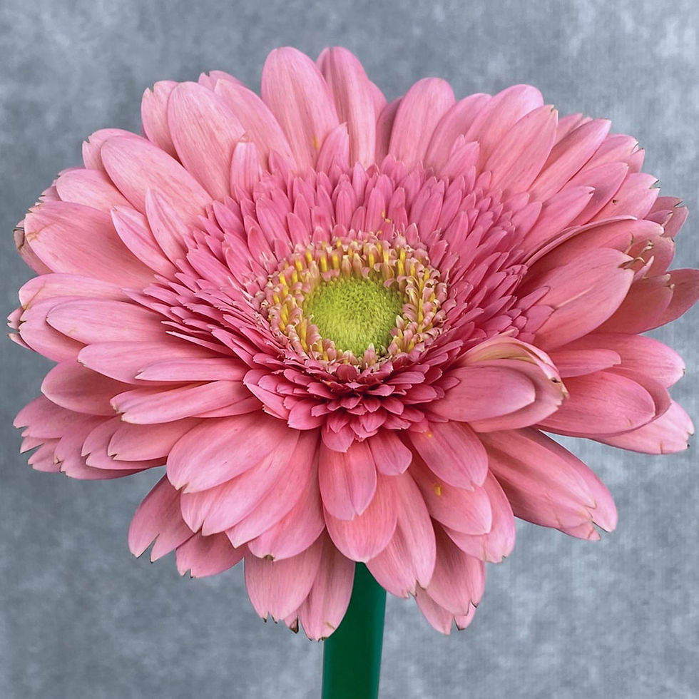 Daisy Gerbera Flower Pink in Bulk. Filler Flower Wholesale for DIY Florists.