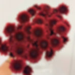 Thumbnail: Pompom Button Flower Red in Bulk. Filler Flower Wholesale for DIY Florists.