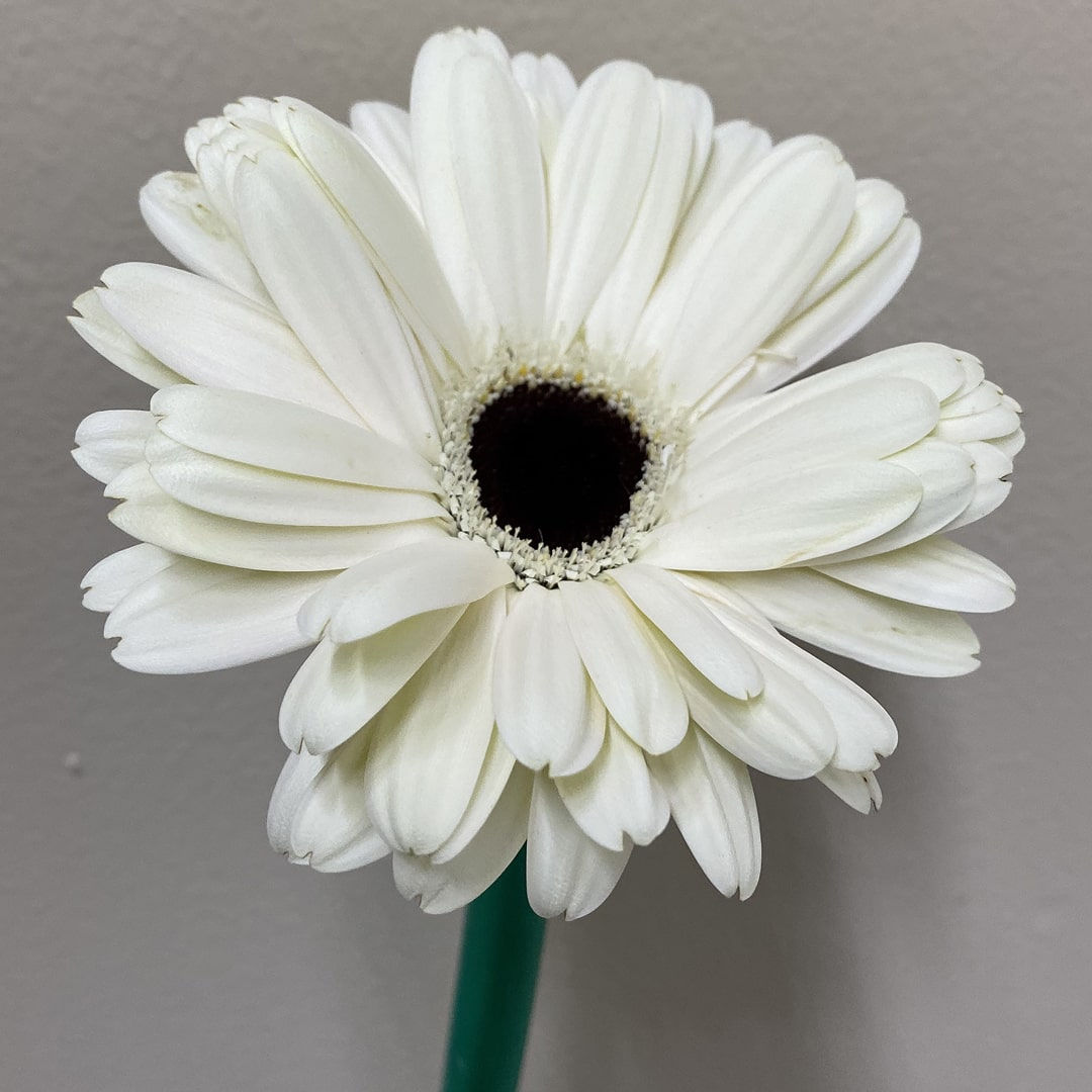 Daisy Gerbera Flower White in Bulk. Filler Flower Wholesale for DIY Florists.