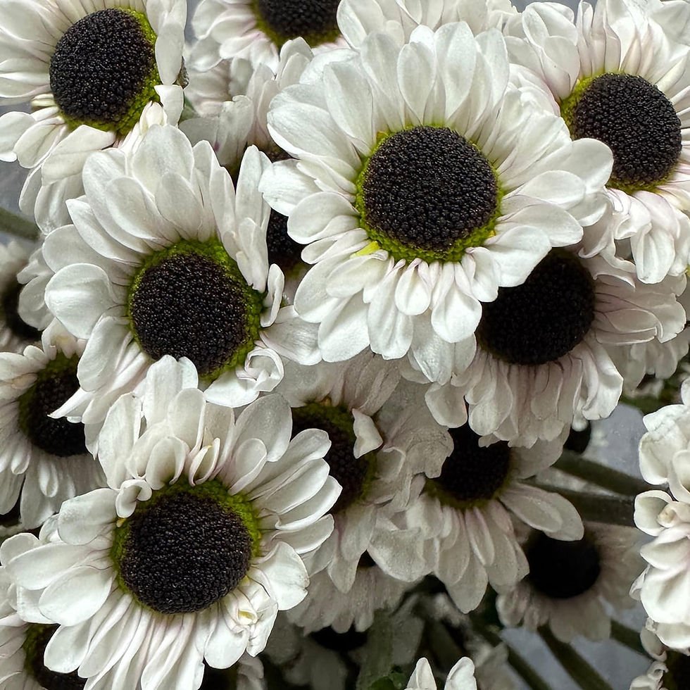 Pompom Button Flower Doty White in Bulk. Filler Flower Wholesale for DIY Florists.