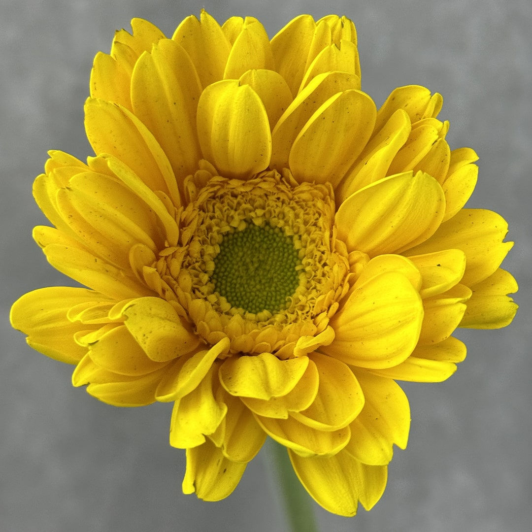 Daisy Gerbera Flower Yellow in Bulk. Filler Flower Wholesale for DIY Florists.