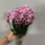 Thumbnail: Mini Daisy Pompom Flower Nebula Pink in Bulk. Filler Flower Wholesale for DIY Florists.
