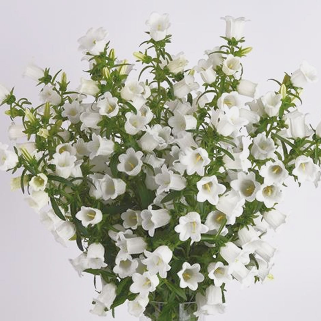 Campanula White TR The Flower Depot campanula-white-tr-the-flower-depot