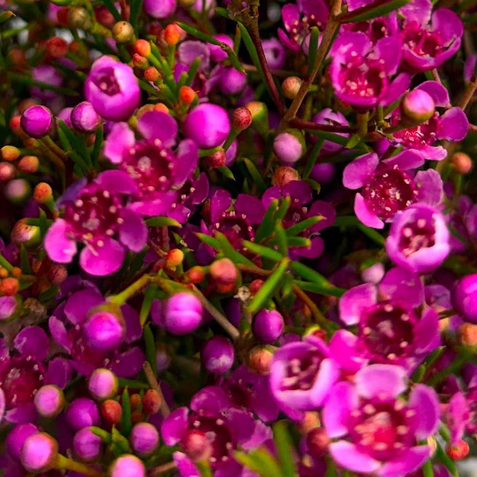 Waxflower Flower Fuchsia in Bulk. Filler Flower Wholesale for DIY Florists.