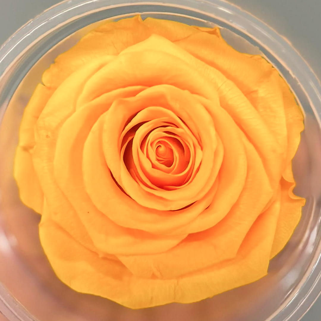 Forever Roses Yellow Wholesale. Yellow Roses Preserved