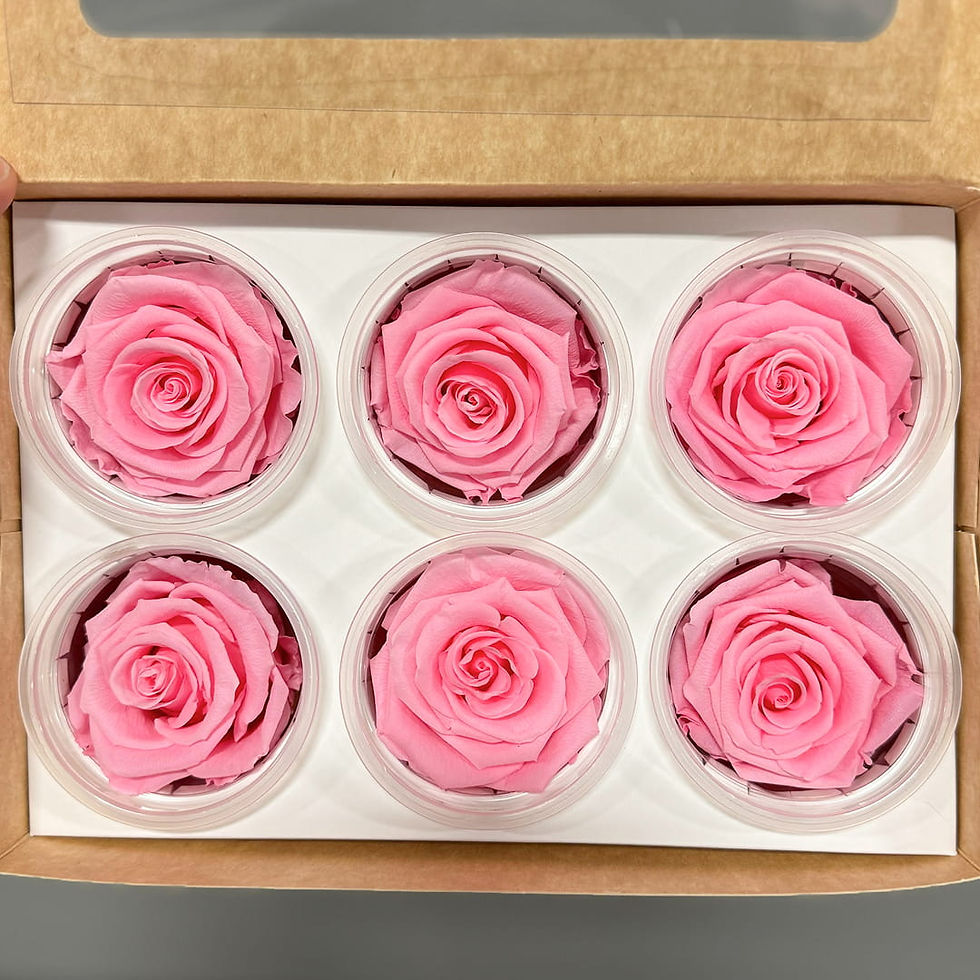 Forever Roses Light Pink Wholesale. Light Pink Roses Preserved