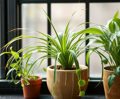 spider plant indoor in a ceramic pot.jpg