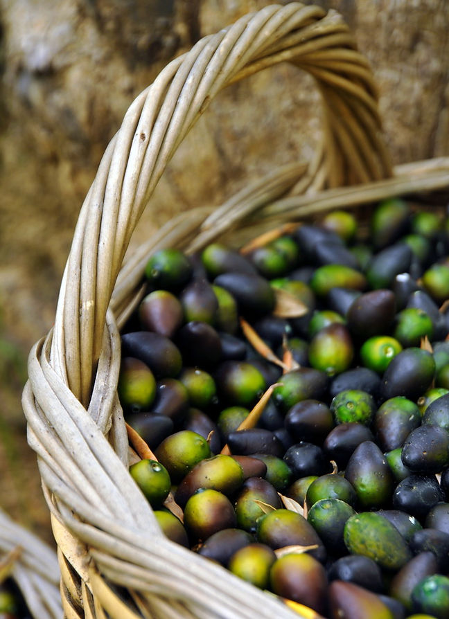 Sparta Olive oil museum