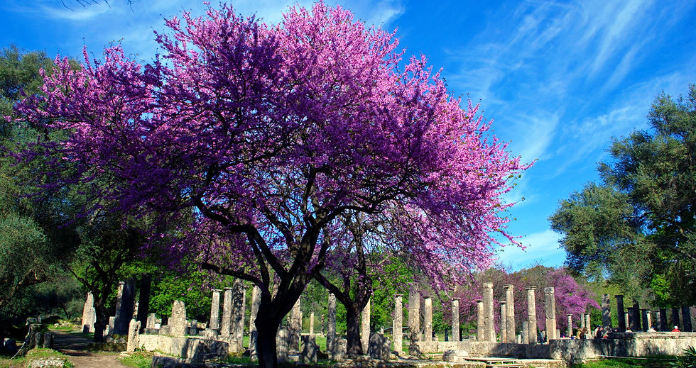 SPRING OLYMPIA