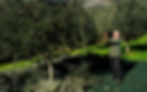 OLIVES HORVEST