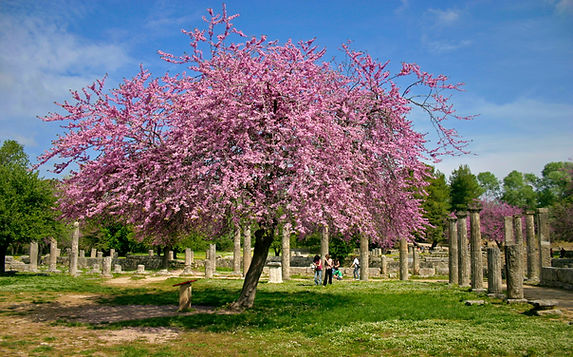 ANCIENT OLYMPIA