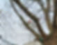 Tree Pruning