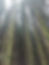A Forest