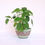 Thumbnail: Fairy Circle  Handmade Pot