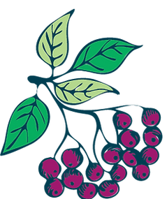 Healthipops elderberry