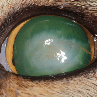 Cambios de color en los ojos de los gatos