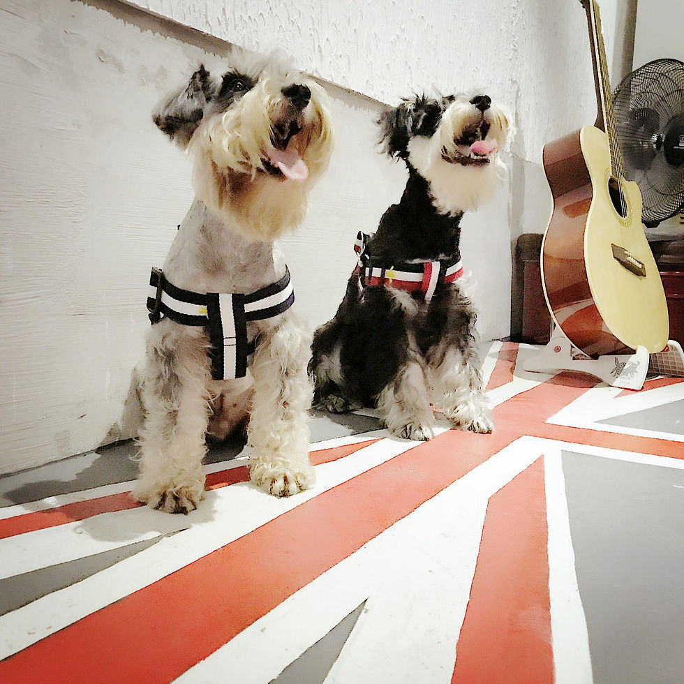 Thumbnail: Trendy Pet Harness and Leash for Dogs of All Sizes