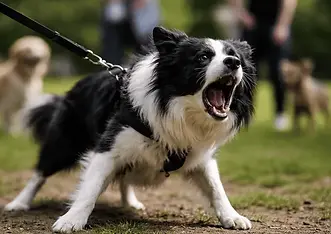 Border Collie lunging and barking on a leash toward another dog in a park