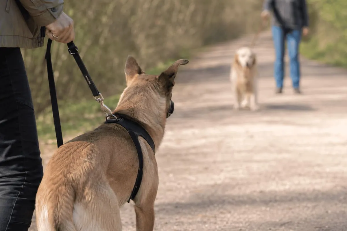 Hund an der Leine beobachtet angespannt einen entgegenkommenden Hund auf einem Waldweg während einer Begegnungssituation