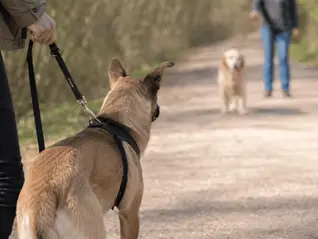 Hund an der Leine beobachtet angespannt einen entgegenkommenden Hund auf einem Waldweg während einer Begegnungssituation