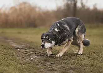 A cautious dog in a low, stretched posture on a grassy path, showing ambivalent body language associated with approach–avoidance conflict.