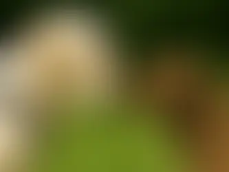 Hunde Kommunikation