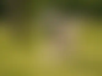 Labrador Retriever beim Dummytraining – Hund apportiert Trainingsdummy auf einer Wiese während einer Apportierübung im Hundetraining