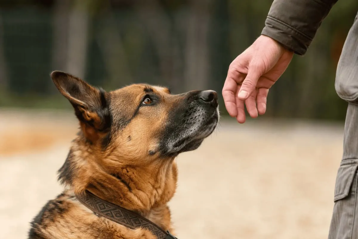 Ein Deutscher Schäferhund-Mischling blickt während einer positiven Interaktion im Freien ruhig und aufmerksam auf eine menschliche Hand – als Symbol für Vertrauen, Kooperation und tierschutzgerechtes Hundetraining.