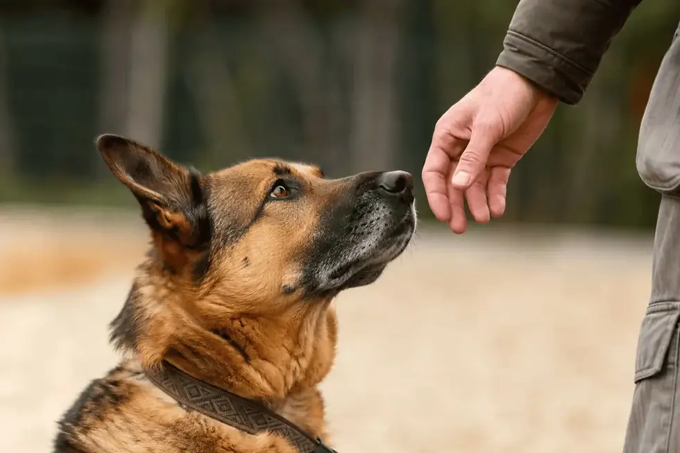 Ein Deutscher Schäferhund blickt während einer positiven Interaktion im Freien ruhig und aufmerksam auf eine menschliche Hand – als Symbol für Vertrauen, Kooperation und tierschutzgerechtes Hundetraining.