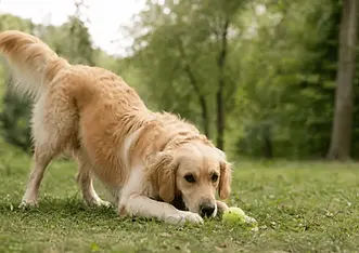 Golden Retriever in a play bow position focusing on a tennis ball on grass in a natural outdoor setting with a softly blurred forest background.