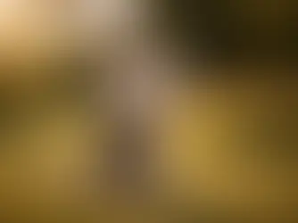 Ein Australian Shepherd sitzt im Gras in warmem Abendlicht und führt ein Kunststück aus, indem er aufrecht auf den Hinterbeinen sitzt und beide Vorderpfoten hebt.