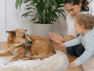 Kind und Hund im Wohnzimmer: Ein Kleinkind nähert sich einem liegenden Hund, während ein Erwachsener die Interaktion aufmerksam begleitet und auf Körpersprache achtet.