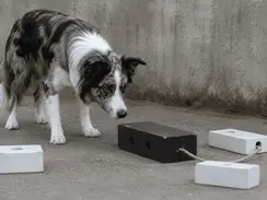 Ein Hund betrachtet aufmerksam mehrere unterschiedlich angeordnete Objekte eines Problemlöse- und Lernparadigmas. Die Szene veranschaulicht Verhaltensflexibilität, Exploration und Problemlösen bei Hunden.