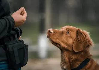 A dog looks attentively at its handler’s hand during a training session, while the handler wears a treat pouch. The outdoor scene captures a moment of positive reinforcement training with a softly blurred background.